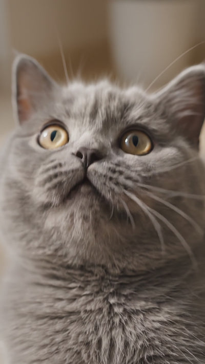 Interactive Rotating Feather Toy for Kittens & Cats